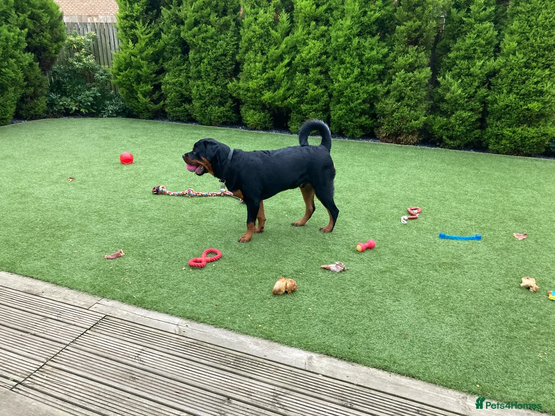 Rottweiler dogs for stud: Rottweiler - 4th generation KC registered pedigree - Advert 3