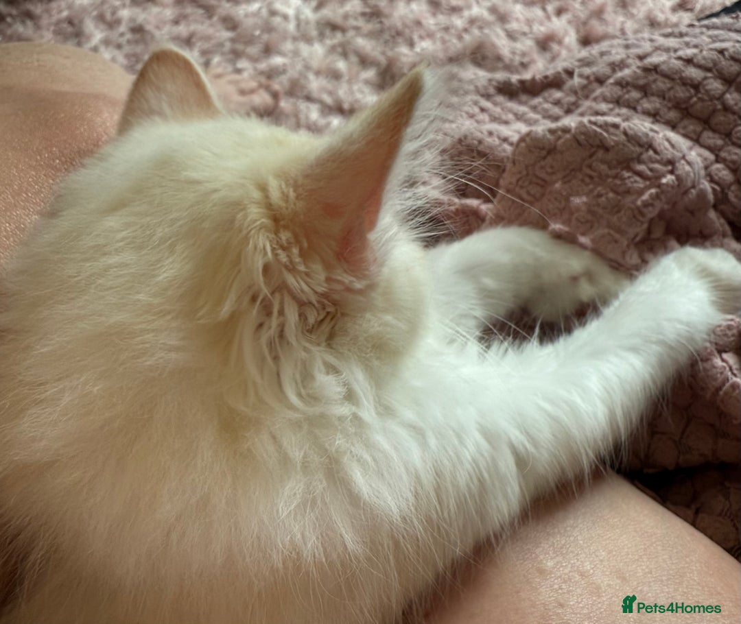 Ragdoll cats for sale: Adorable Ragdoll Kittens Ready Now - Image 4