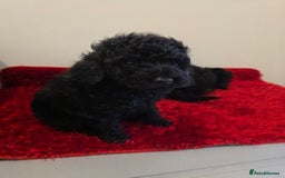 Miniature Poodle dogs for sale: Beuitful miniature toy poodles - Advert 4