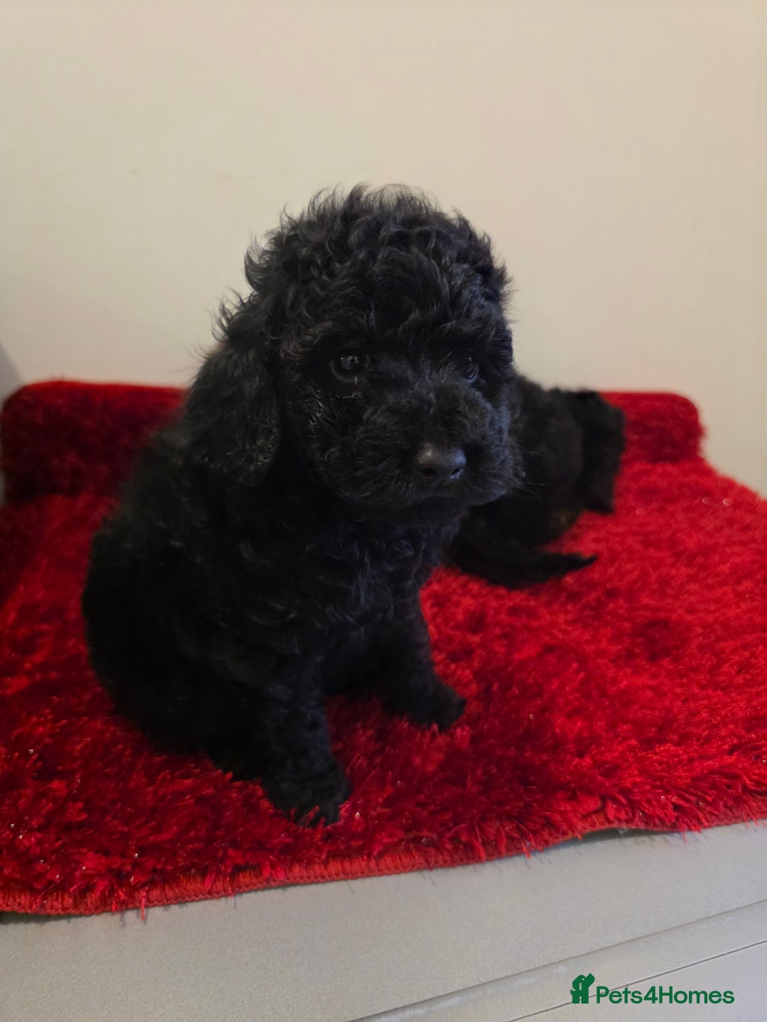 Miniature Poodle dogs for sale: Beuitful miniature toy poodles - Advert 4
