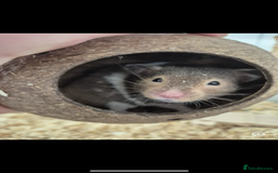 Hamster rodents for sale: Syrian Hamster  - Image 1