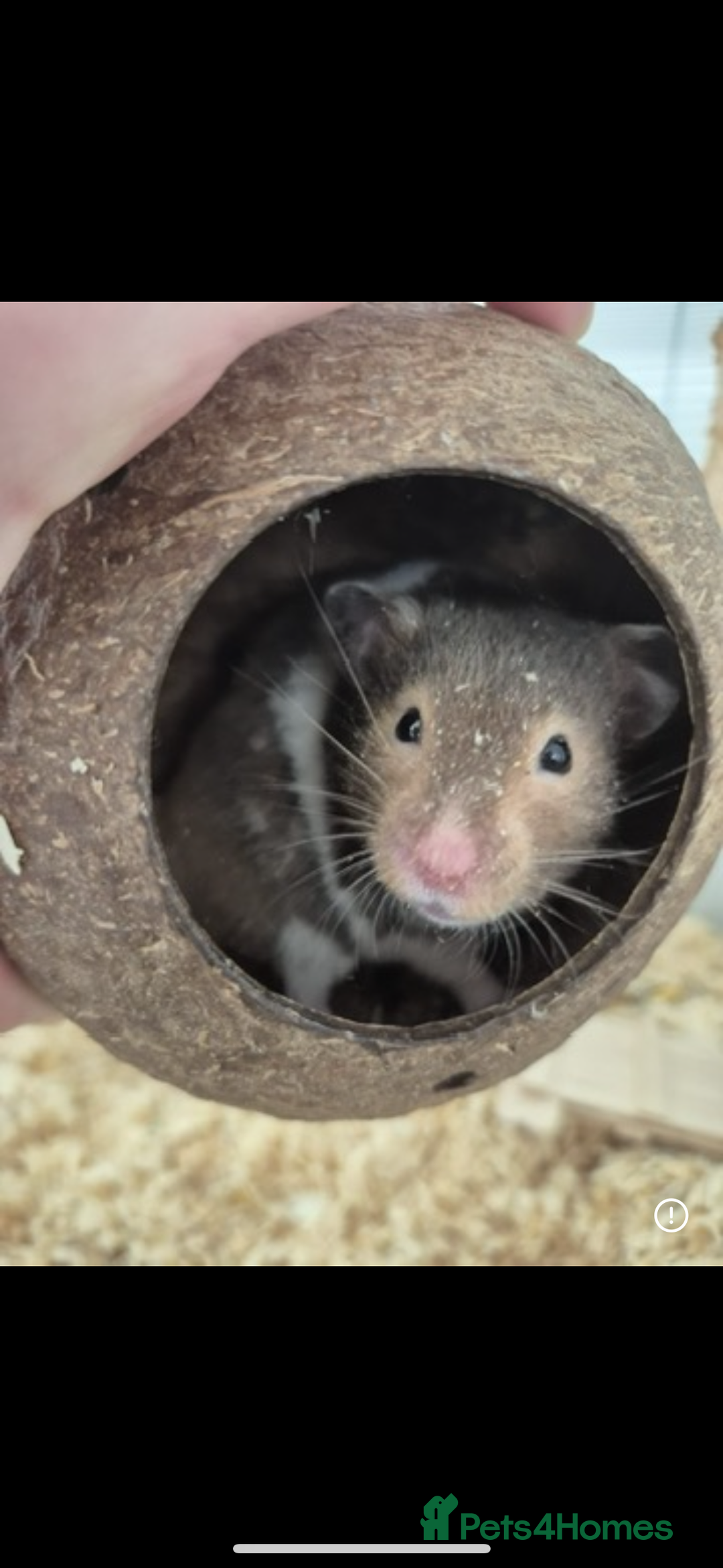 Hamster rodents for sale: Syrian Hamster  - Image 1