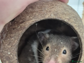 Hamster rodents - Advert 1