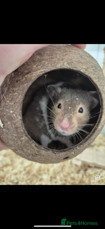 Hamster rodents - Advert 1