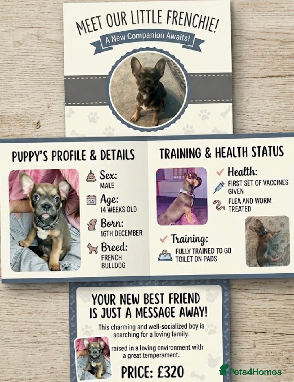 Mixed Breed dogs 1 x male puppy £325 - Advert 18