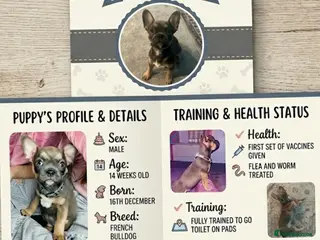 Mixed Breed dogs 1 x male puppy £325 - Advert 18