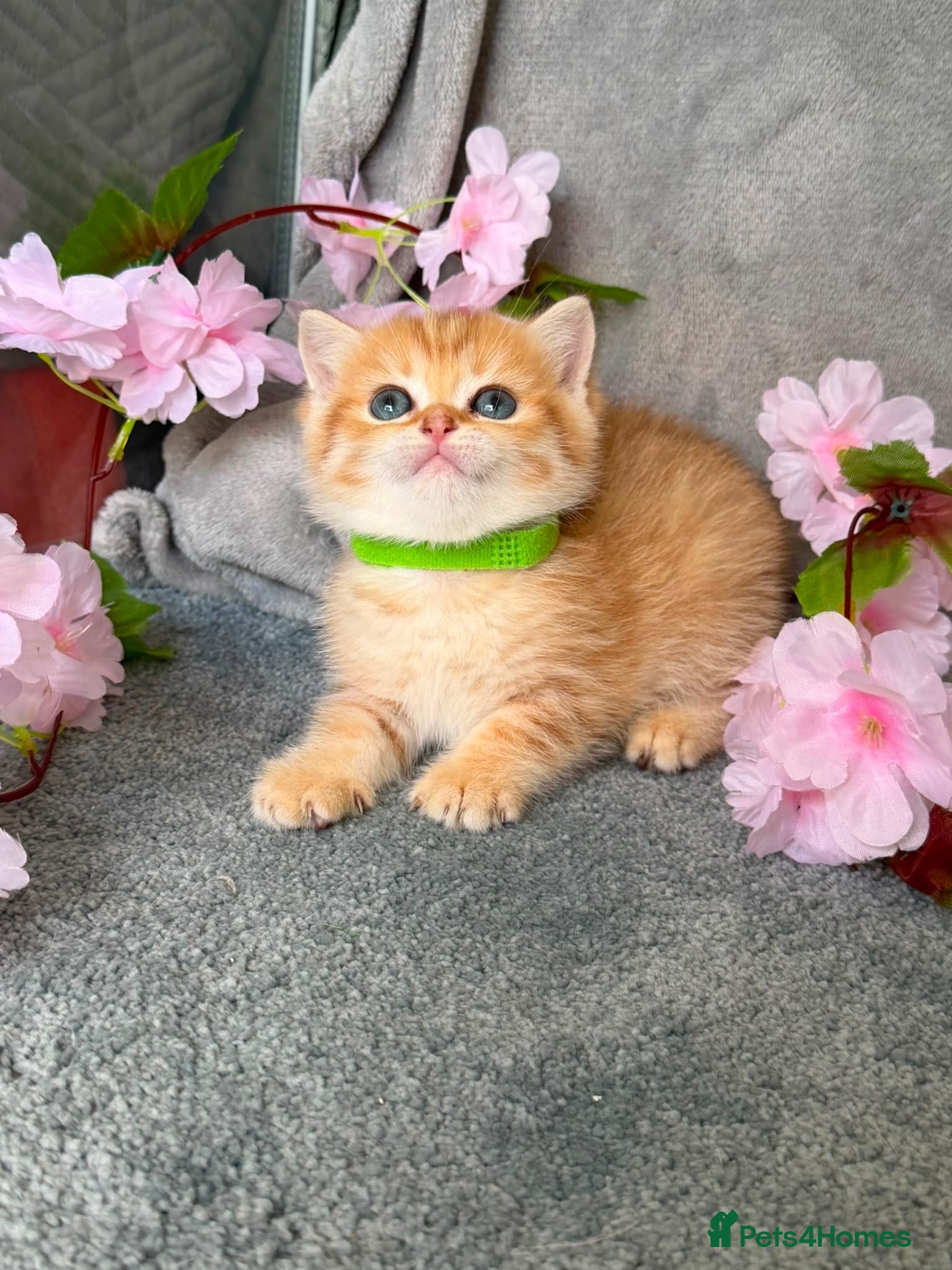 British Shorthair cats ✨Golden British Shorthair kittens ✨ - Advert 5