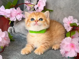 British Shorthair cats ✨Golden British Shorthair kittens ✨ - Advert 4