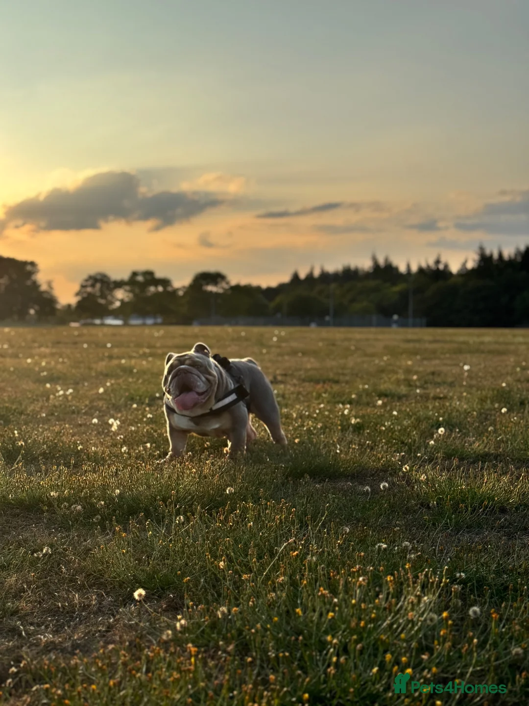 English Bulldog dogs for sale: Pig - English Bulldog - Advert 6