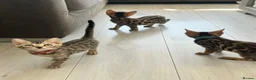 Bengal cats for sale: Stunning full pedigree registered bengal kittens  - Advert 37