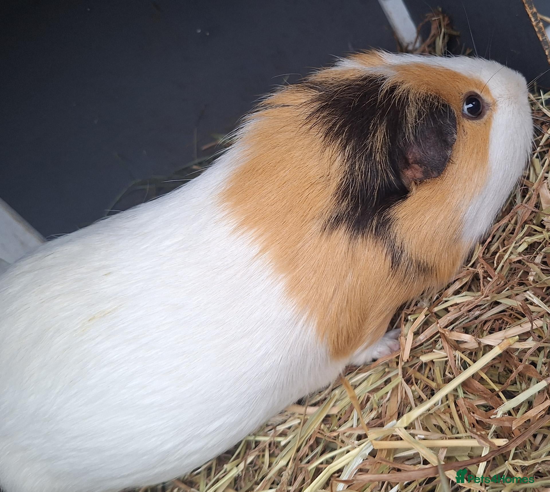 Guinea Pig rodents Male guineapig  - Advert 2