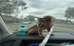 Abyssinian cats for sale: Abyssinian kittens looking for their new home - Image 20