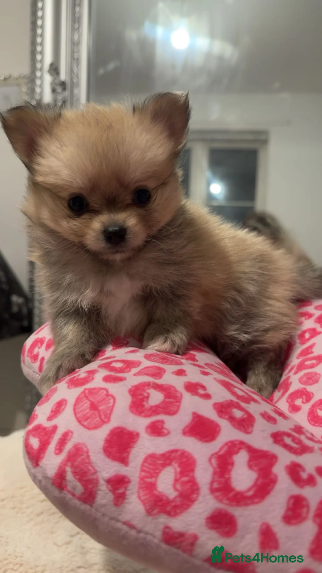 Pomchi dogs for sale: 💙Pomchi puppies💙ALL RESERVED! - Advert 1