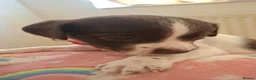 Mixed Breed dogs for sale: Jackapoos  - Advert 7