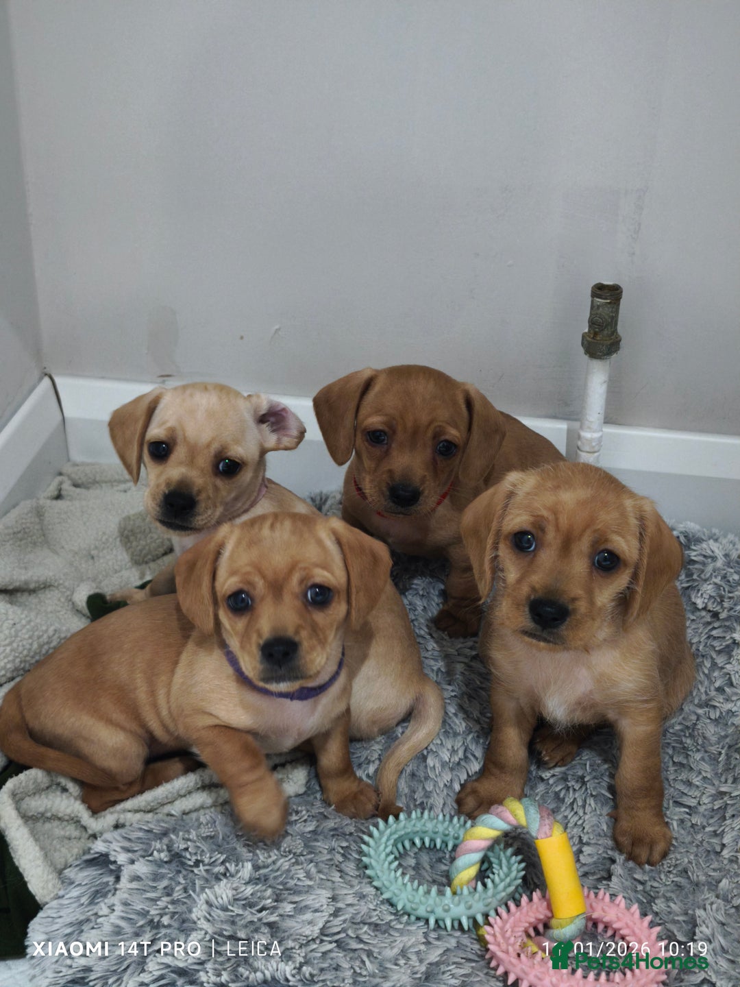 Mixed Breed dogs for sale: Red Miniature Dachshunds x WestiePoo - Advert 7
