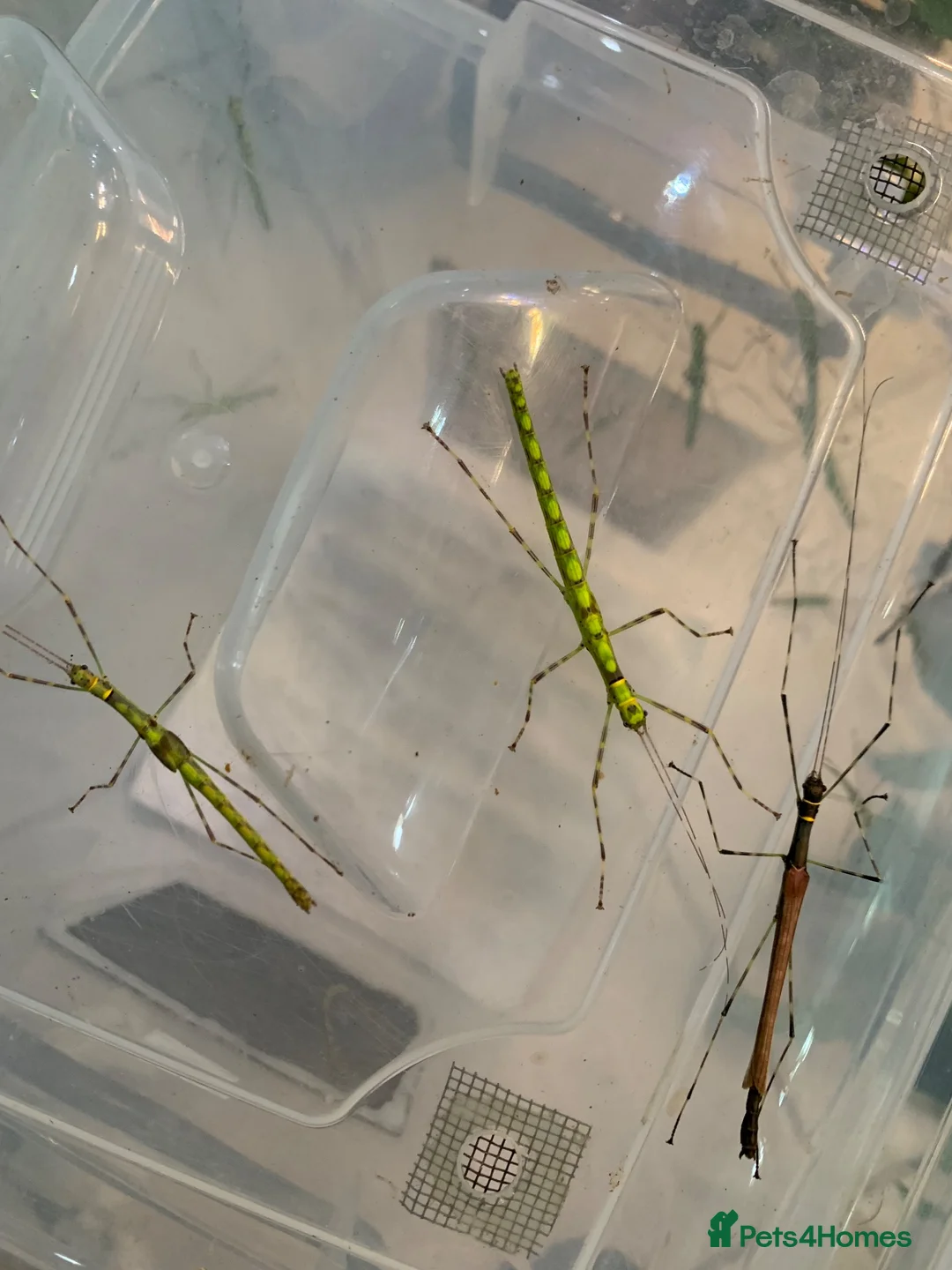 Stick Insects invertebrates for sale: 6x Nymphs of Calvisia Kneubuehleri - Advert 5