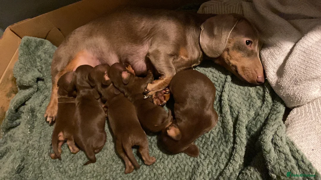 Dachshund dogs for sale: Dachshund  in Northallerton - Advert 14