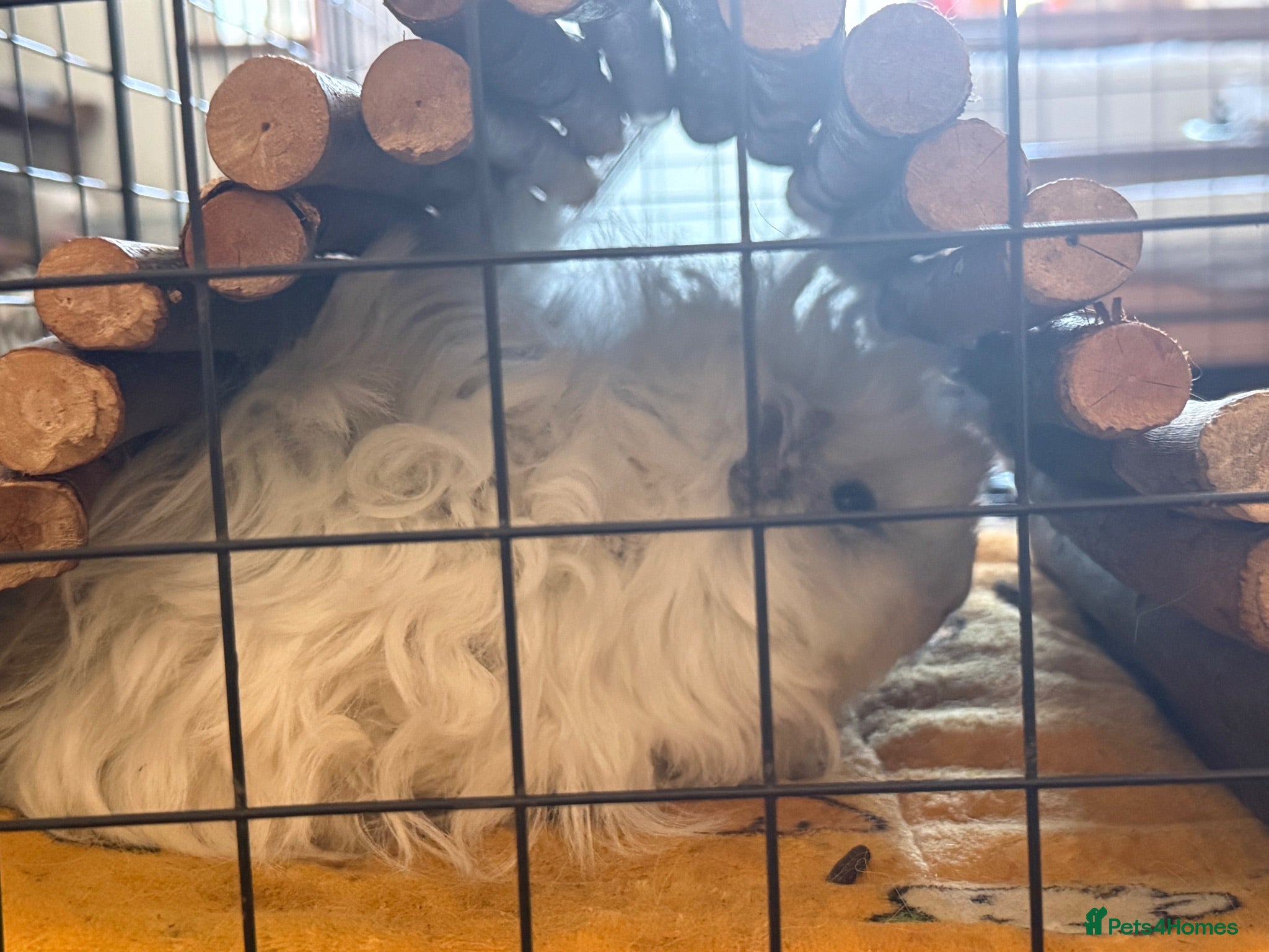 Guinea Pig rodents 2 male Lunkarya piggies with full set-up - Advert 2