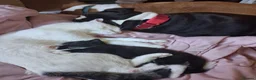 Alapaha Blue Blood Bulldog dogs for sale: Alapaha bulldog in need of forever loving home - Advert 7