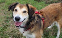 Mixed Breed dogs for adoption: Jewel is looking for her forever family! - Image 12