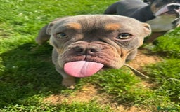Bull Terrier dogs for adoption: Meet Merry & Pippin – A Bonded Pair  - Image 5