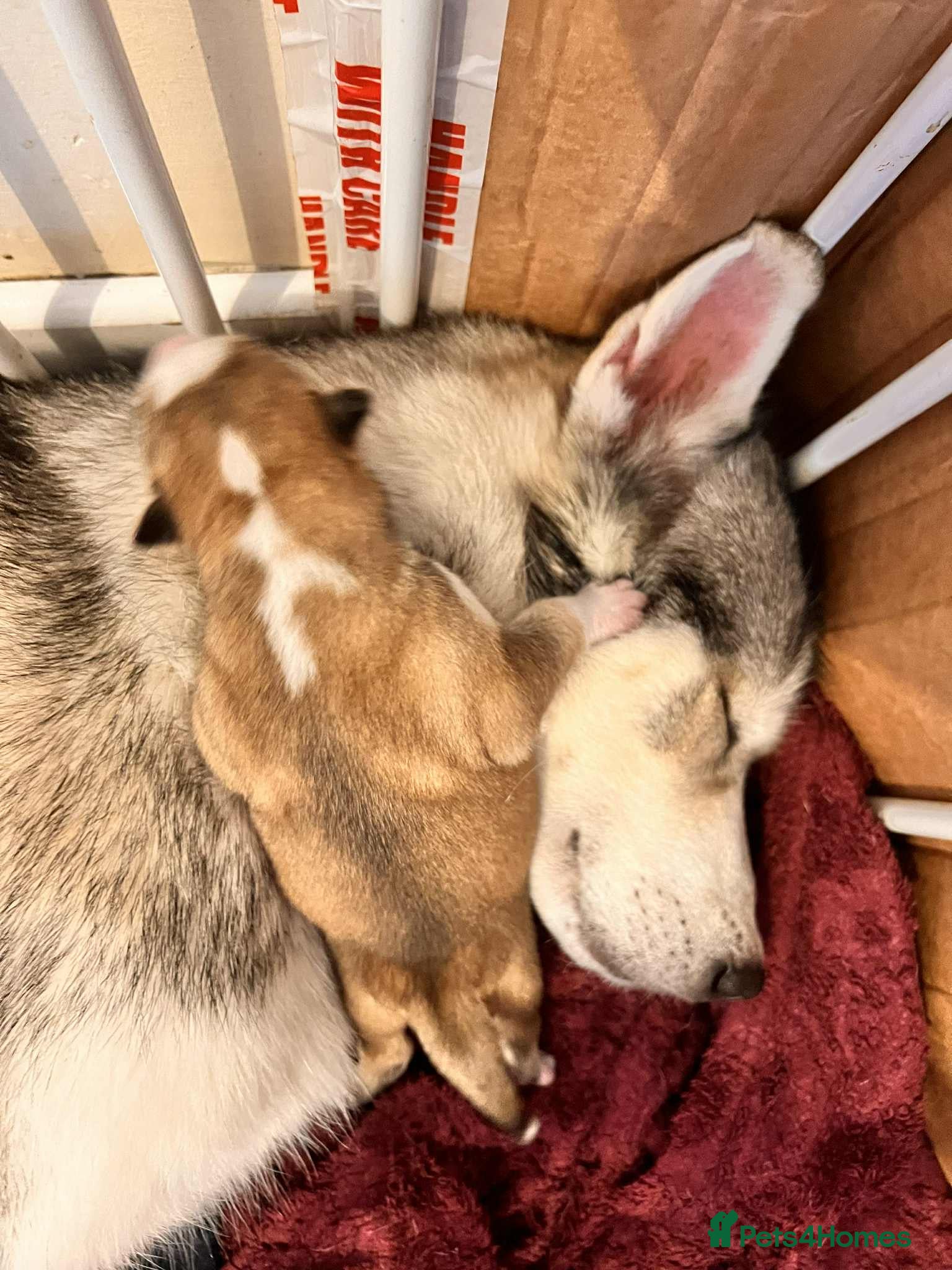 Siberian Husky dogs Siberian Husky Puppies - Advert 1