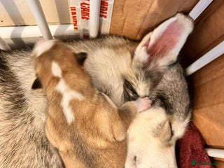 Siberian Husky dogs Siberian Husky Puppies - Advert 7