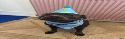 Staffordshire Bull Terrier dogs for stud: For Stud in Rotherham - Advert 5