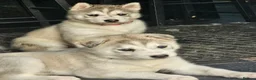 Siberian Husky dogs for sale: Husky pups looking for forever homes  in Shipley - Advert 5