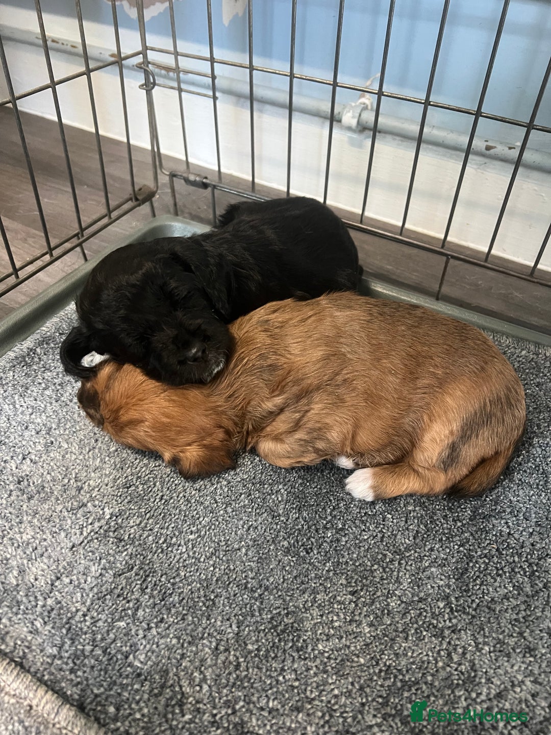 Jackapoo dogs for sale: Adorable Jackapoo puppies for sale !!!! - Image 4