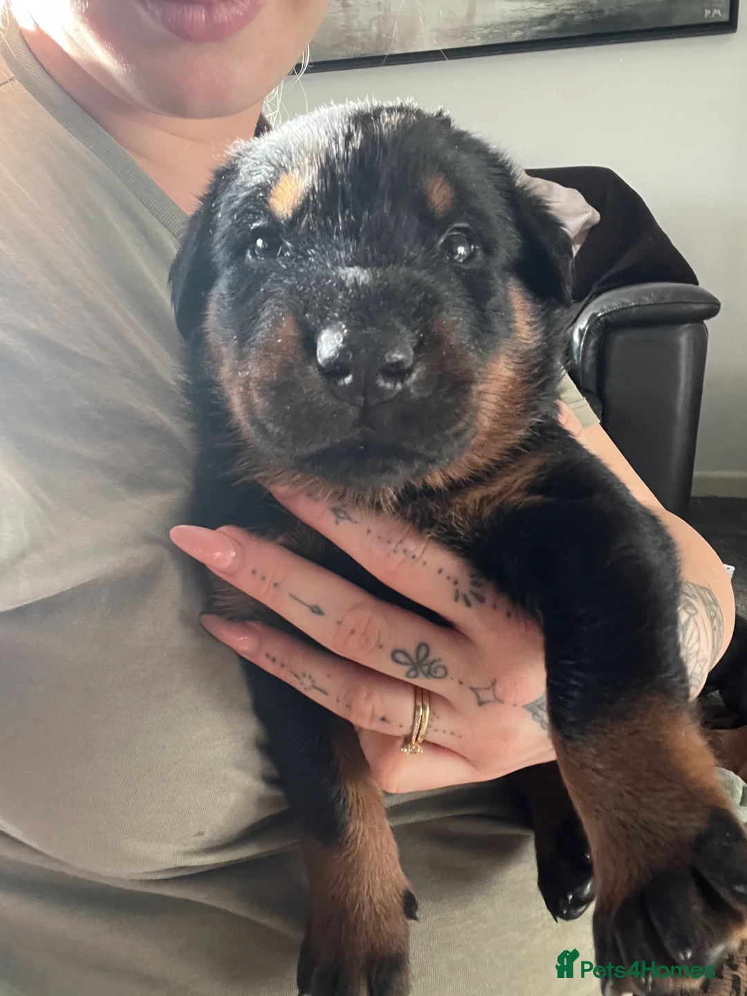 Mixed Breed dogs for sale: Adorable Doberman & Beauceron puppies for sale - Advert 27