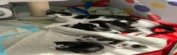 Mixed Breed cats for sale: Kittens for sale in Bootle - Advert 2