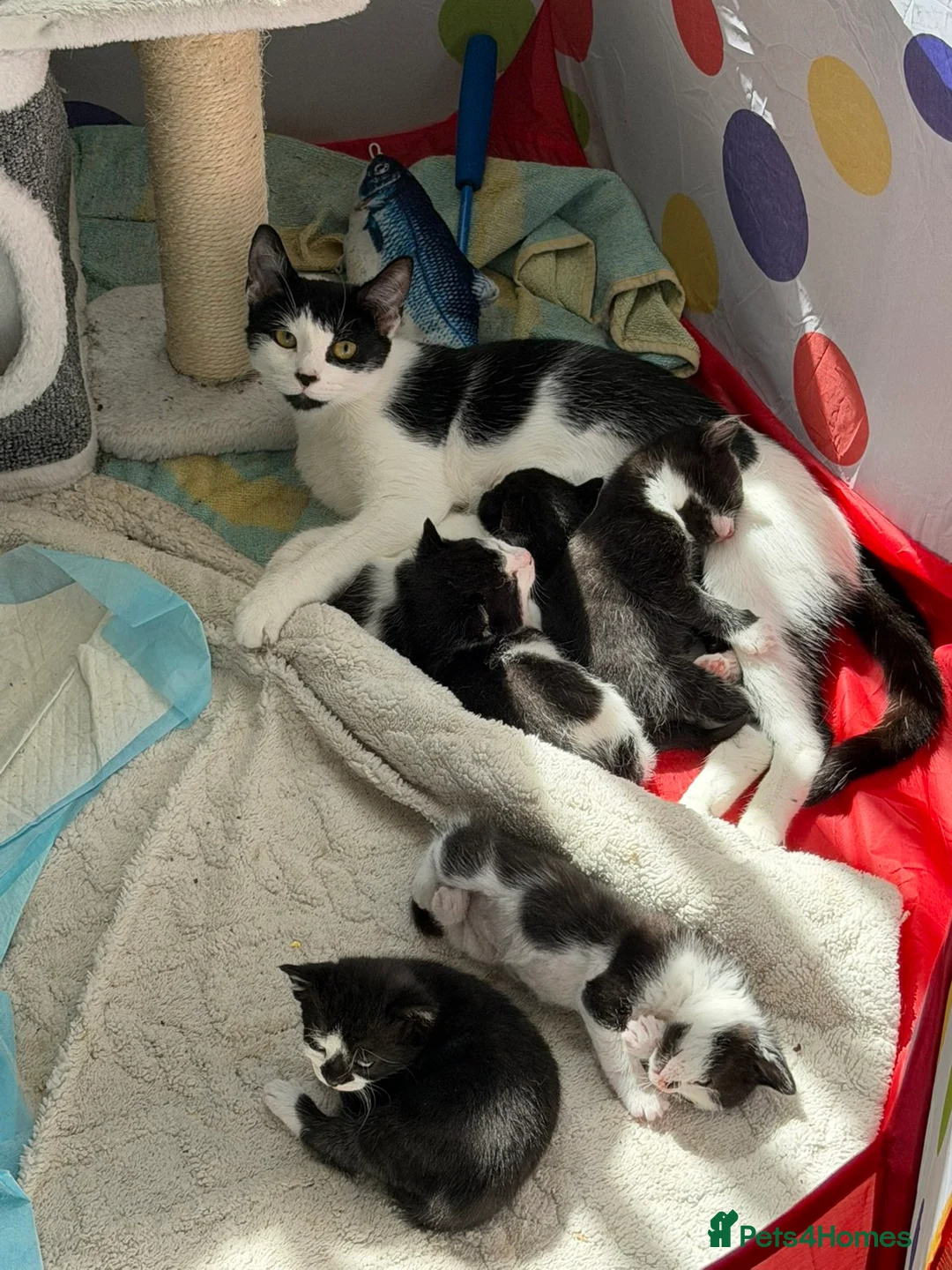 Mixed Breed cats for sale: Kittens for sale in Bootle - Advert 2