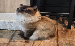 Ragdoll cats for sale: Ragdoll  - Image 5
