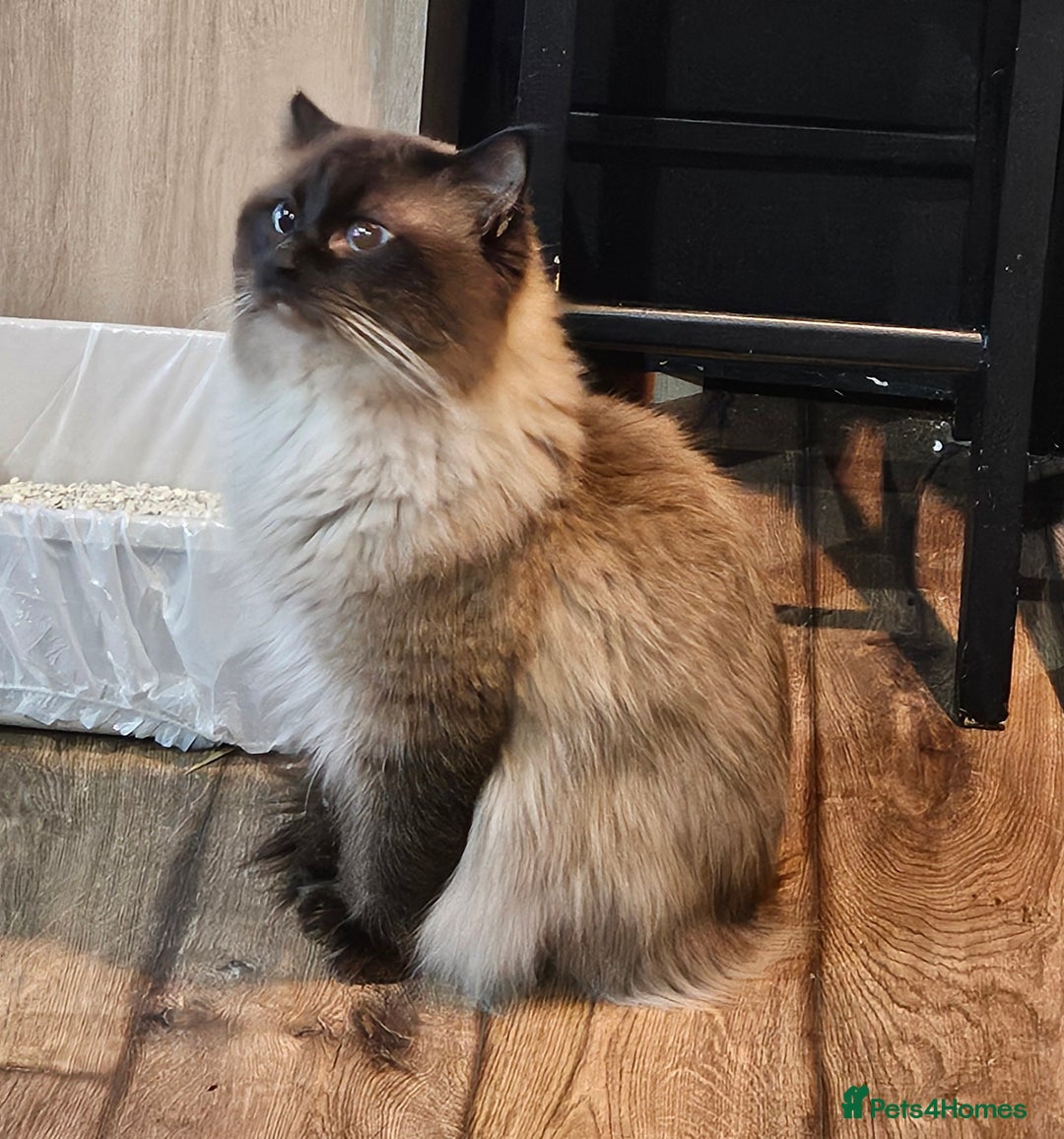 Ragdoll cats for sale: Ragdoll  - Image 5