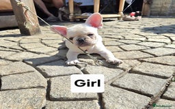 French Bulldog dogs for sale: REDUCED .... Fabulous joyful puppy for sale - Image 5