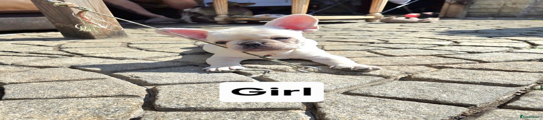 French Bulldog Puppy 1