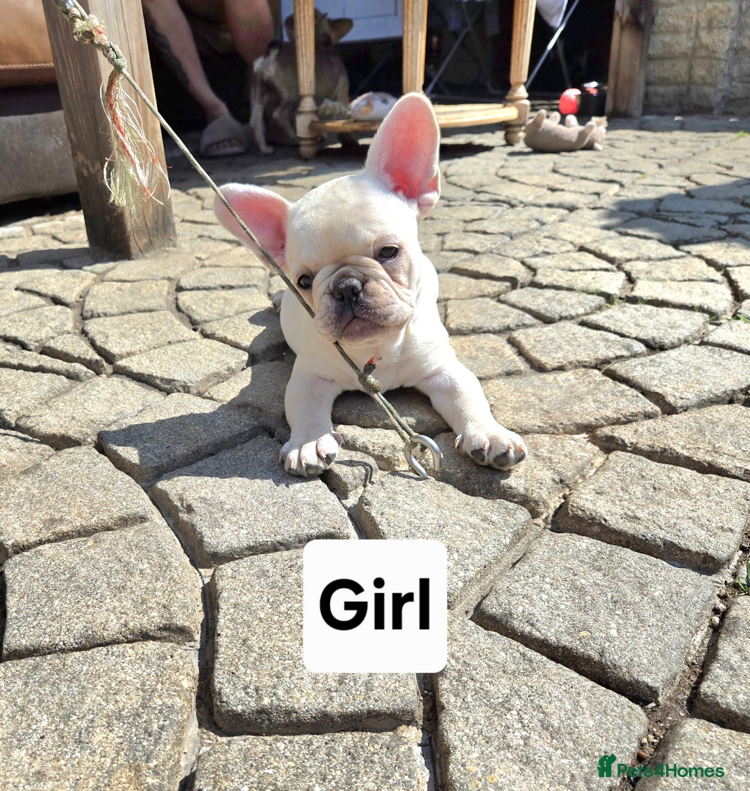 French Bulldog dogs for sale: REDUCED .... Fabulous joyful puppy for sale - Image 5