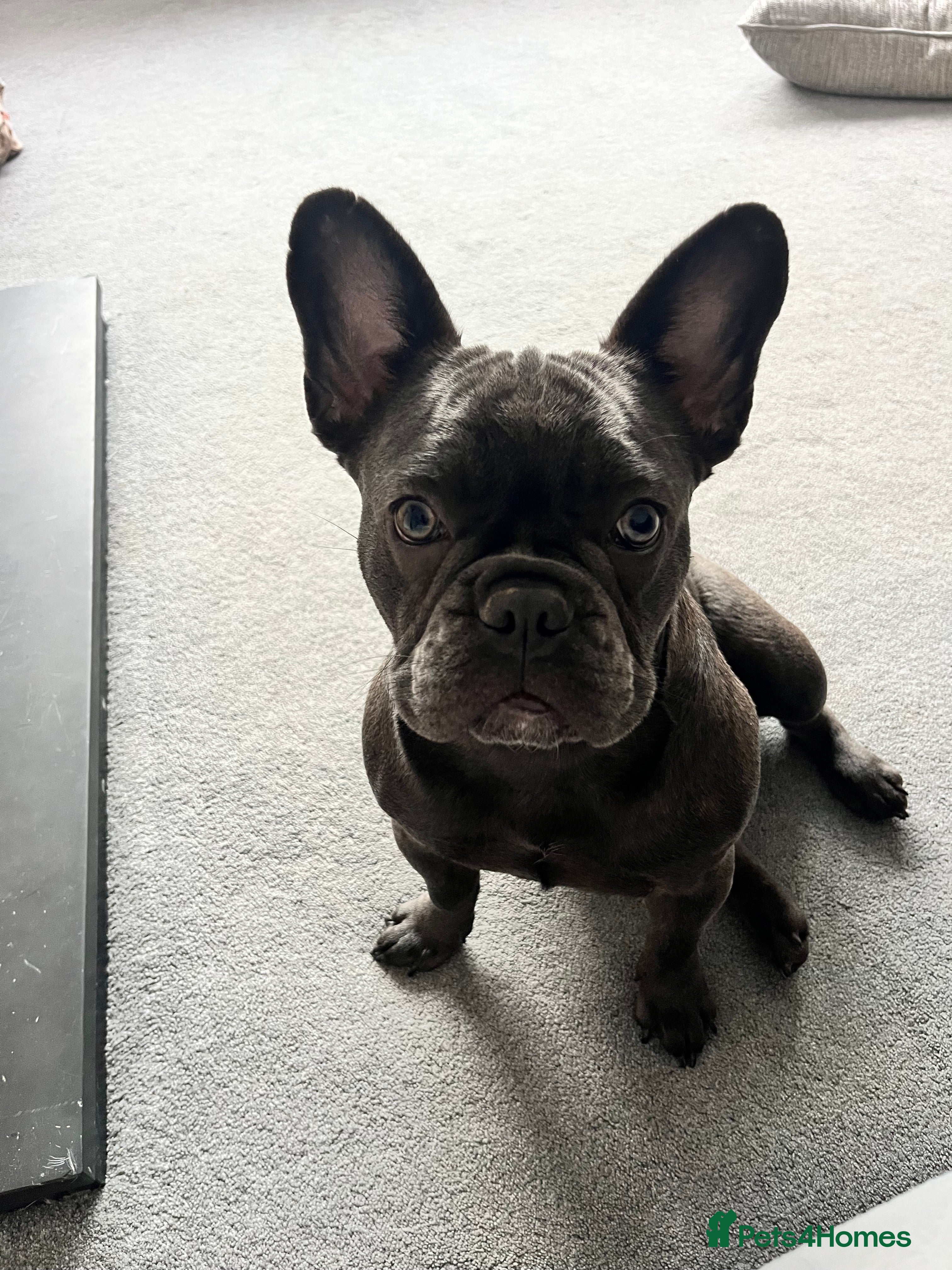 French Bulldog dogs 6 Month Old Female Blue/Grey French Bulldog - Advert 1