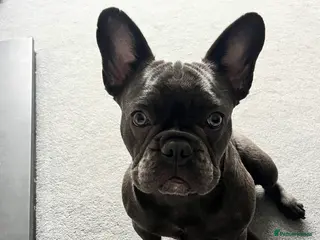 French Bulldog dogs 6 Month Old Female Blue/Grey French Bulldog - Advert 1
