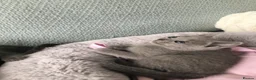 Russian Blue cats for sale: TICA registered Russian Blue kittens - Advert 19
