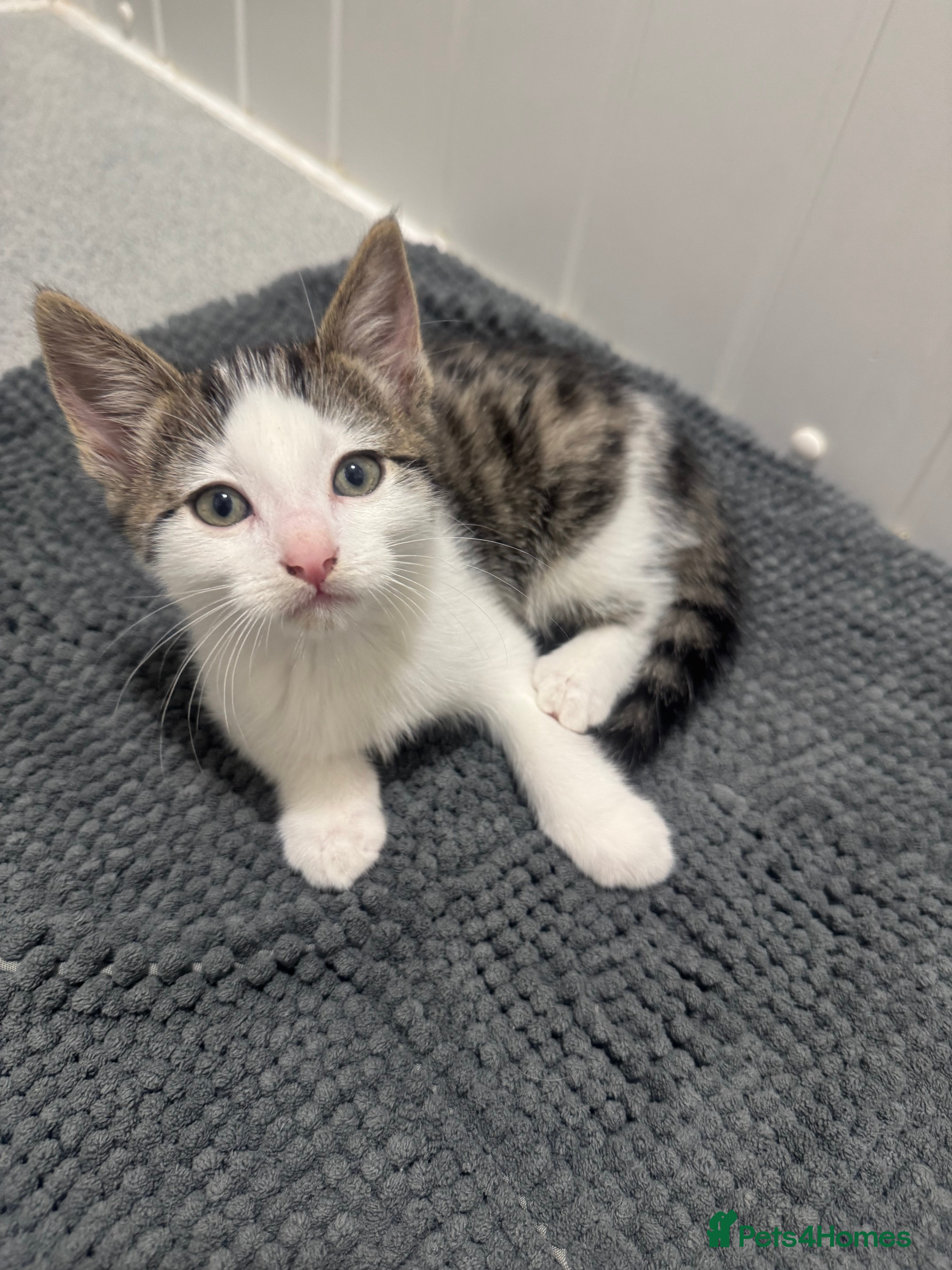 Mixed Breed cats Male kitten - Advert 2