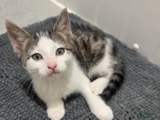 Mixed Breed cats Male kitten - Advert 2