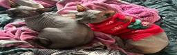 Sphynx cats for sale: Male Sphynx 4 year old  - Advert 2