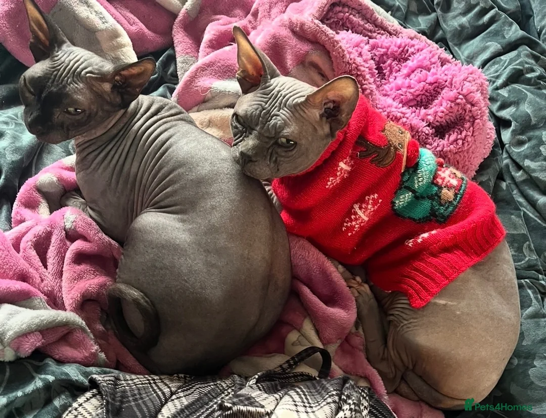 Sphynx cats for sale: Male Sphynx 4 year old  - Advert 2