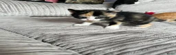 Mixed Breed cats for sale: Mixed breed female kittens  - Advert 3