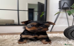 Yorkshire Terrier dogs for sale: Miniature Yorkshire Terrier puppies. - Image 5