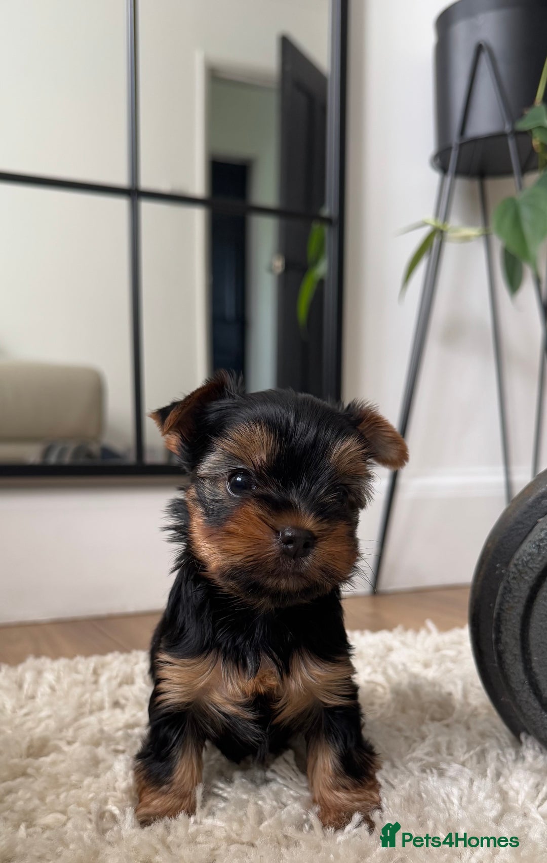 Yorkshire Terrier dogs for sale: Miniature Yorkshire Terrier puppies. - Image 5