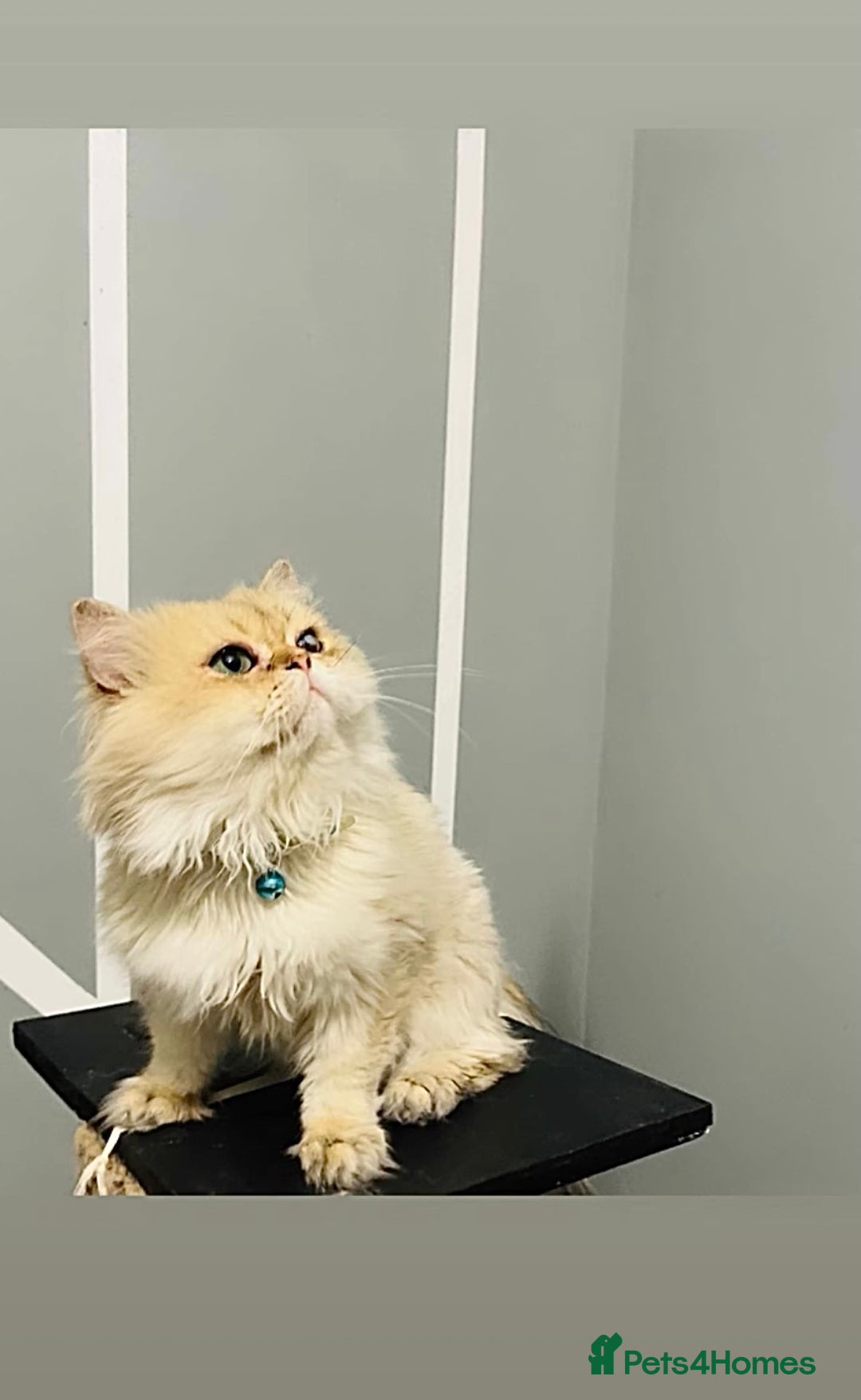British Longhair cats for stud: 🐾🐾🐱Pretty boy looking for a girl 🐱🐾🐾 in Luton - Image 12