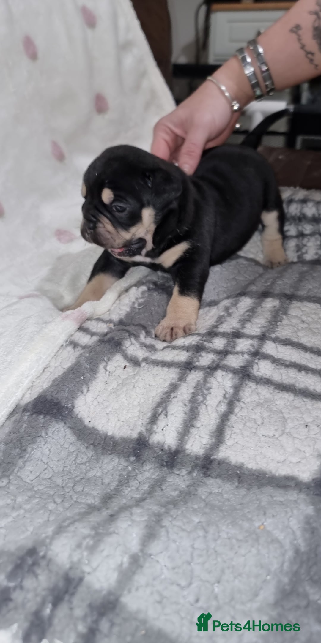 Olde English Bulldogge dogs for sale: Olde English bulldogge puppys - Advert 14